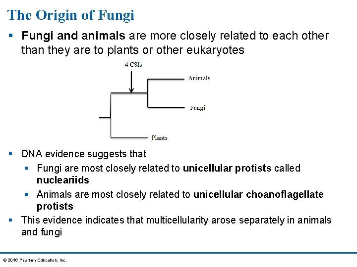 The Origin of Fungi § Fungi and animals are more closely related to each