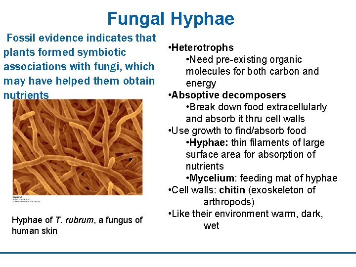 Fungal Hyphae Fossil evidence indicates that plants formed symbiotic associations with fungi, which may