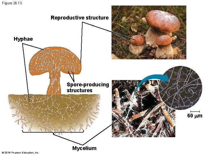 Figure 26. 13 Reproductive structure Hyphae Spore-producing structures 60 mm Mycelium © 2016 Pearson