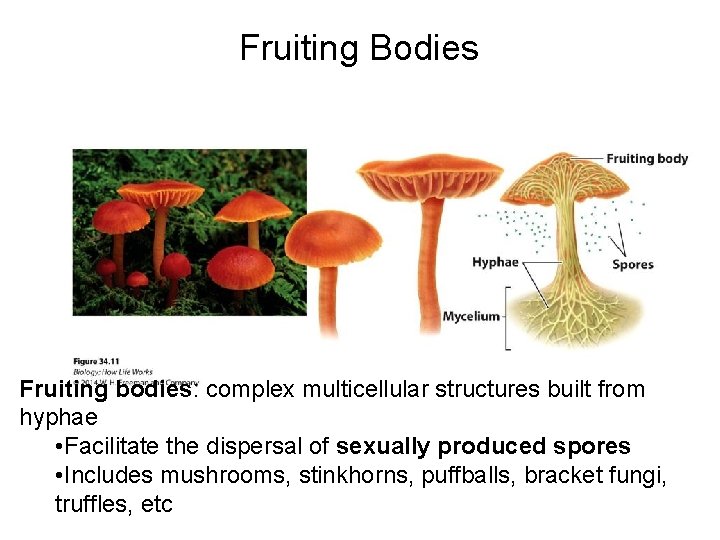 Fruiting Bodies Fruiting bodies: complex multicellular structures built from hyphae • Facilitate the dispersal