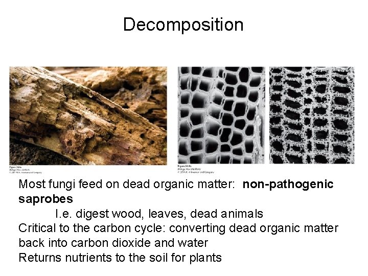 Decomposition Most fungi feed on dead organic matter: non-pathogenic saprobes I. e. digest wood,