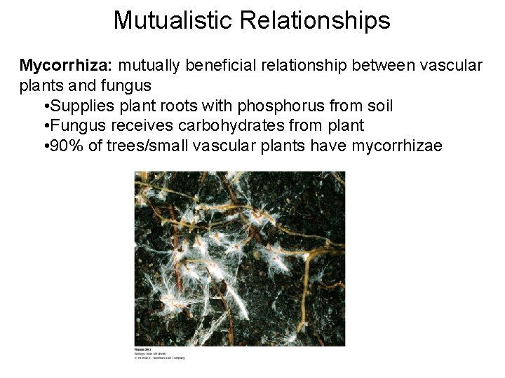 Mutualistic Relationships Mycorrhiza: mutually beneficial relationship between vascular plants and fungus • Supplies plant