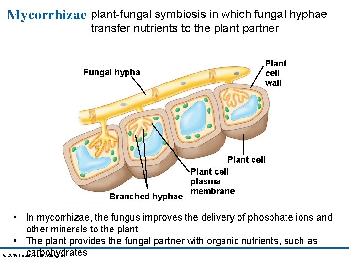 Mycorrhizae plant-fungal symbiosis in which fungal hyphae transfer nutrients to the plant partner Fungal