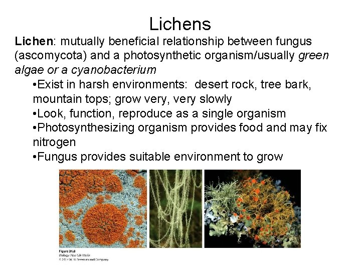 Lichens Lichen: mutually beneficial relationship between fungus (ascomycota) and a photosynthetic organism/usually green algae