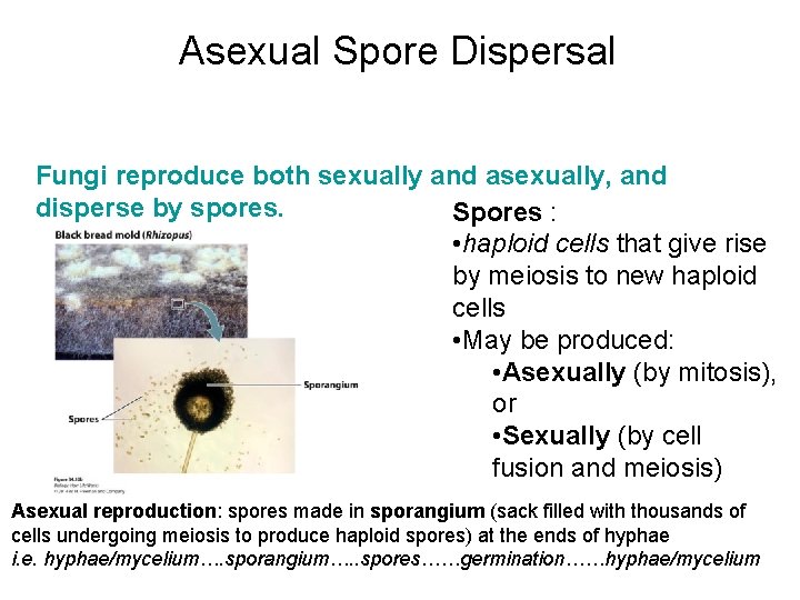 Asexual Spore Dispersal Fungi reproduce both sexually and asexually, and disperse by spores. Spores