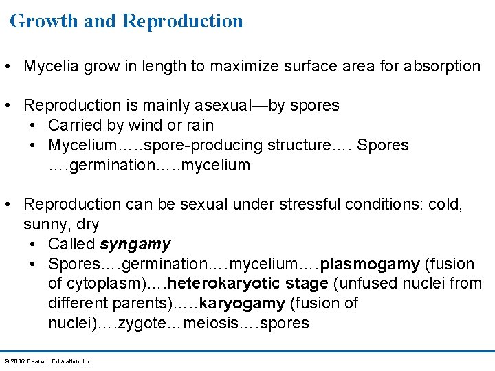 Growth and Reproduction • Mycelia grow in length to maximize surface area for absorption