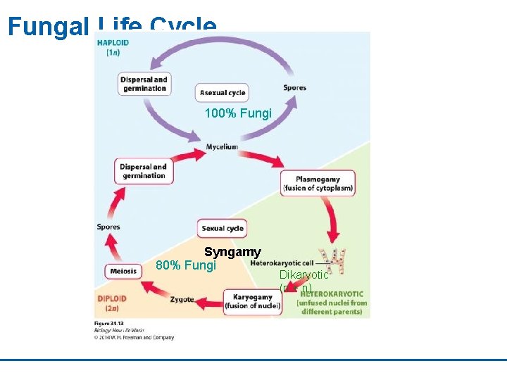 Fungal Life Cycle 100% Fungi Syngamy 80% Fungi Dikaryotic (n + n) 