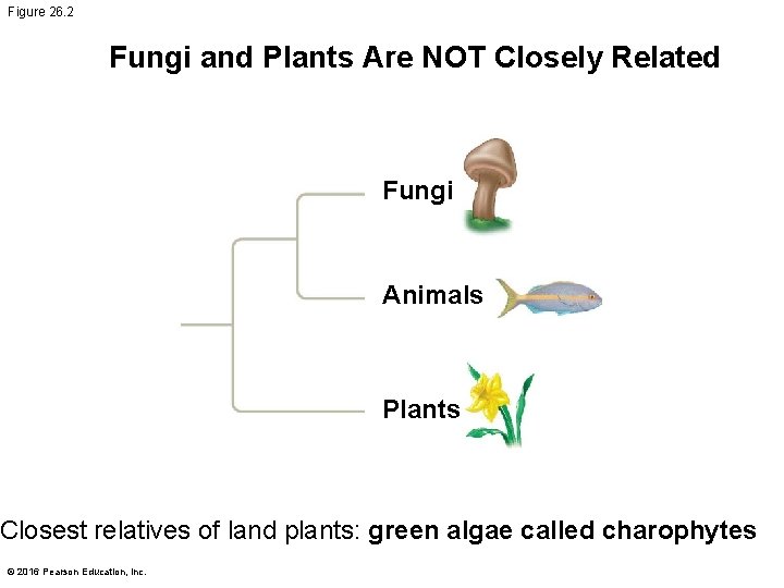 Figure 26. 2 Fungi and Plants Are NOT Closely Related Fungi Animals Plants Closest