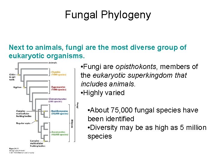Fungal Phylogeny Next to animals, fungi are the most diverse group of eukaryotic organisms.