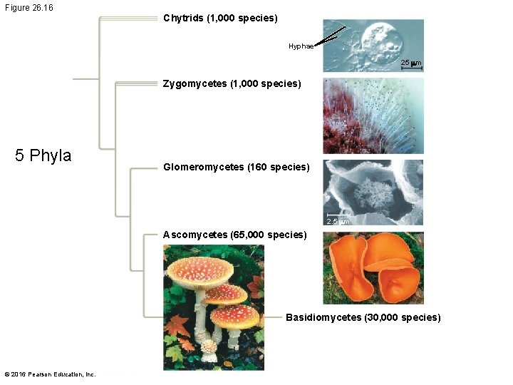 Figure 26. 16 Chytrids (1, 000 species) Hyphae 25 mm Zygomycetes (1, 000 species)
