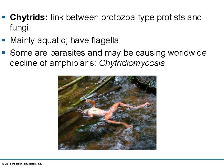 § Chytrids: link between protozoa-type protists and fungi § Mainly aquatic; have flagella §