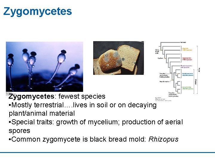 Zygomycetes: fewest species • Mostly terrestrial…. lives in soil or on decaying plant/animal material