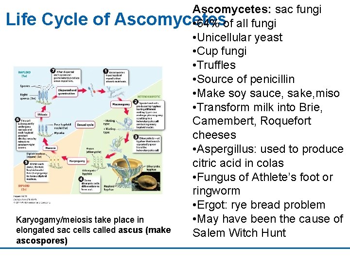 Ascomycetes: sac fungi Life Cycle of Ascomycetes • 64% of all fungi • Unicellular