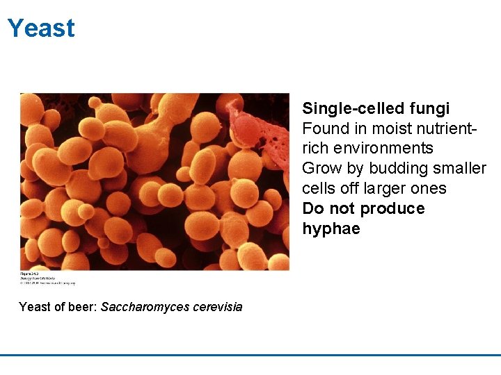 Yeast Single-celled fungi Found in moist nutrientrich environments Grow by budding smaller cells off