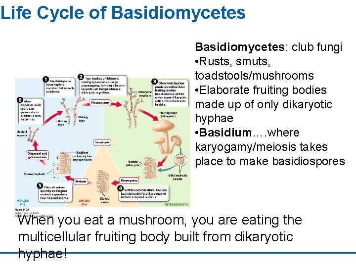 Life Cycle of Basidiomycetes: club fungi • Rusts, smuts, toadstools/mushrooms • Elaborate fruiting bodies