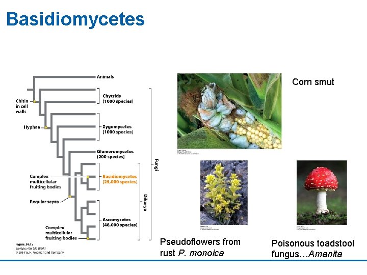 Basidiomycetes Corn smut Pseudoflowers from rust P. monoica Poisonous toadstool fungus…Amanita 