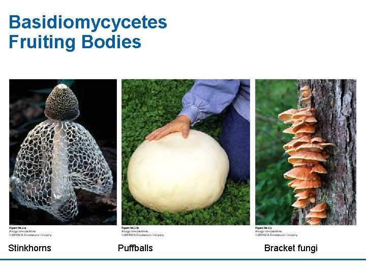 Basidiomycycetes Fruiting Bodies Stinkhorns Puffballs Bracket fungi 