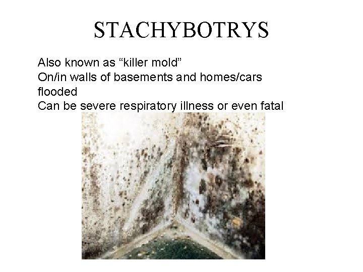 STACHYBOTRYS Also known as “killer mold” On/in walls of basements and homes/cars flooded Can