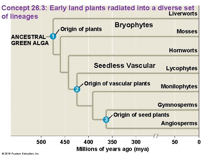 Concept 26. 3: Early land plants radiated into a diverse set Liverworts of lineages
