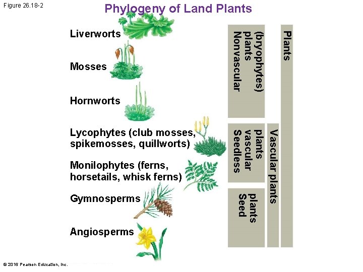 Figure 26. 18 -2 Phylogeny of Land Plants Hornworts Monilophytes (ferns, horsetails, whisk ferns)