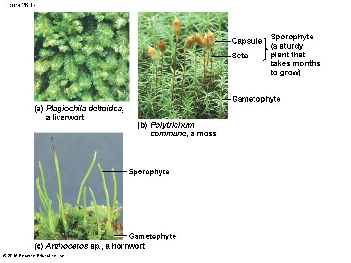 Figure 26. 19 Capsule Seta Sporophyte (a sturdy plant that takes months to grow)