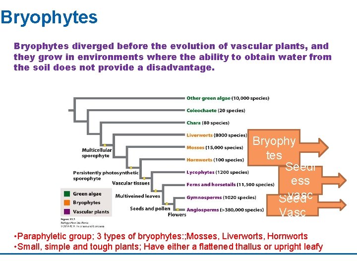 Bryophytes diverged before the evolution of vascular plants, and they grow in environments where