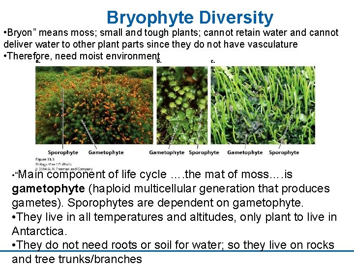 Bryophyte Diversity • Bryon” means moss; small and tough plants; cannot retain water and