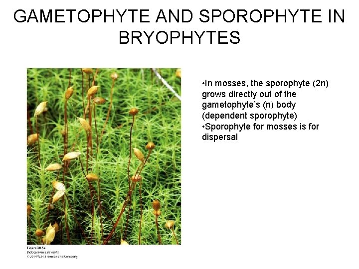 GAMETOPHYTE AND SPOROPHYTE IN BRYOPHYTES • In mosses, the sporophyte (2 n) grows directly