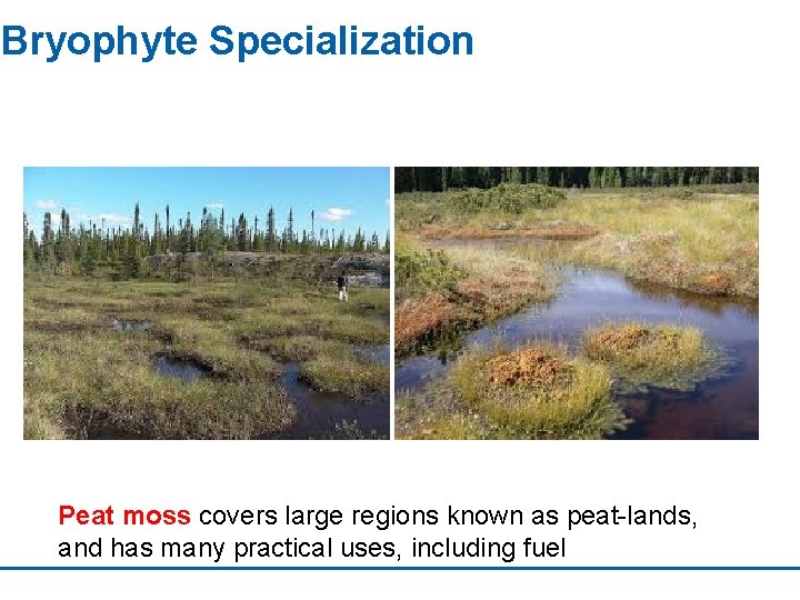 Bryophyte Specialization Peat moss covers large regions known as peat-lands, and has many practical
