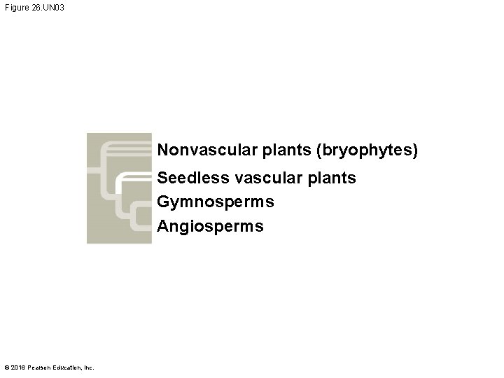 Figure 26. UN 03 Nonvascular plants (bryophytes) Seedless vascular plants Gymnosperms Angiosperms © 2016