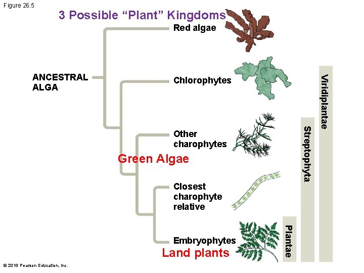 Figure 26. 5 3 Possible “Plant” Kingdoms Red algae Chlorophytes Streptophyta Other charophytes Green