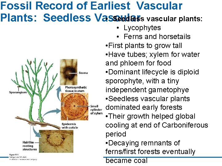 Fossil Record of Earliest Vascular • Seedless vascular plants: Plants: Seedless Vascular • Lycophytes
