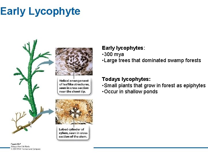 Early Lycophyte Early lycophytes: • 300 mya • Large trees that dominated swamp forests
