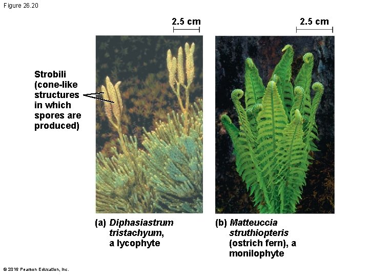 Figure 26. 20 2. 5 cm Strobili (cone-like structures in which spores are produced)