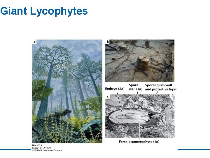 Giant Lycophytes 