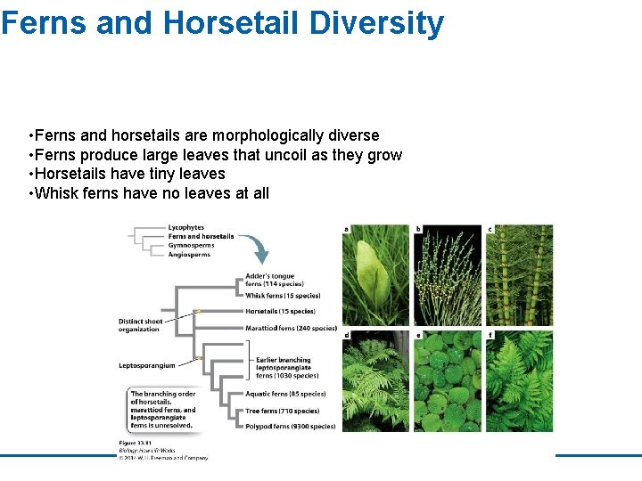 Ferns and Horsetail Diversity • Ferns and horsetails are morphologically diverse • Ferns produce