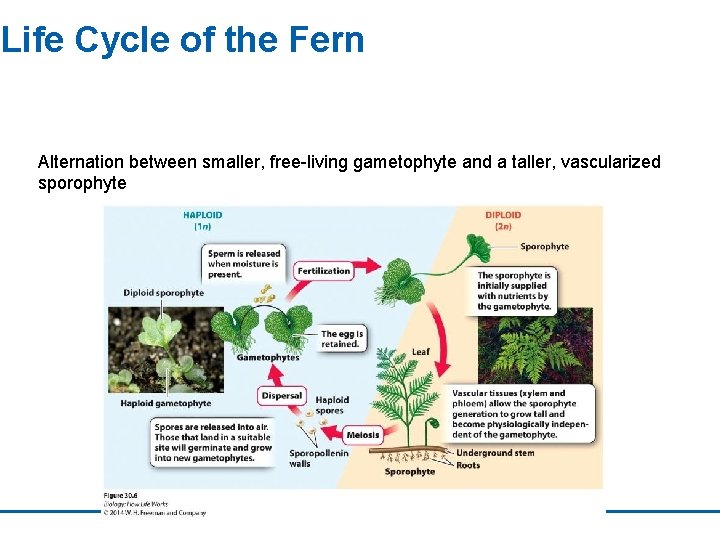 Life Cycle of the Fern Alternation between smaller, free-living gametophyte and a taller, vascularized