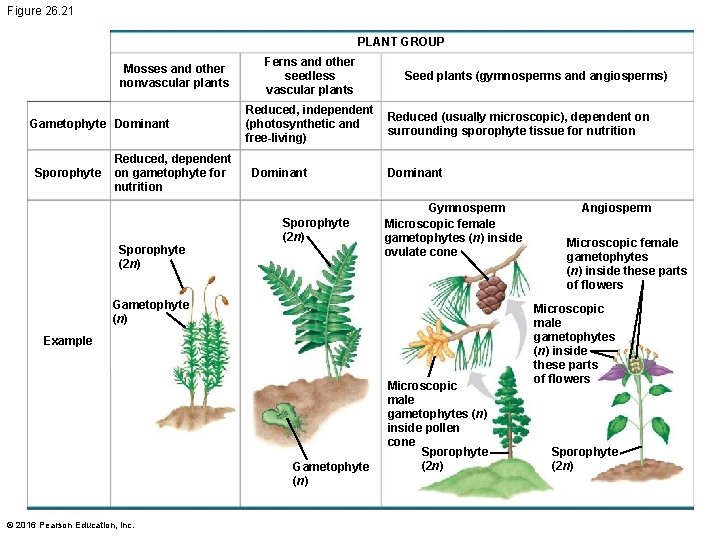 Figure 26. 21 PLANT GROUP Mosses and other nonvascular plants Gametophyte Dominant Sporophyte Reduced,