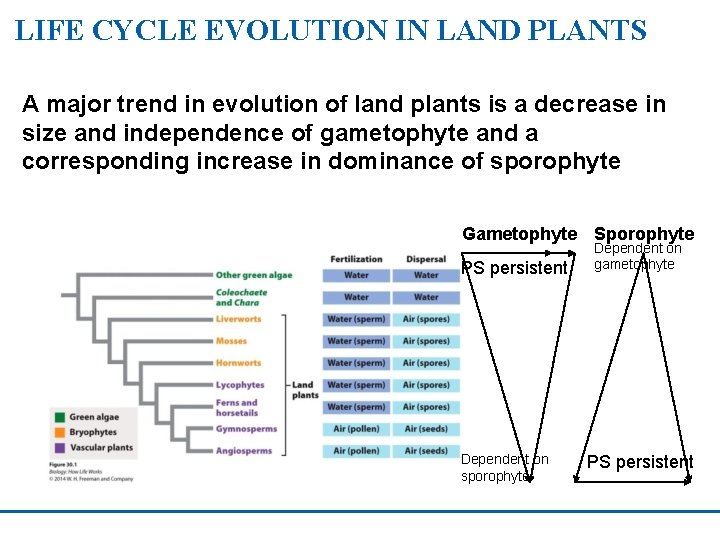 LIFE CYCLE EVOLUTION IN LAND PLANTS A major trend in evolution of land plants