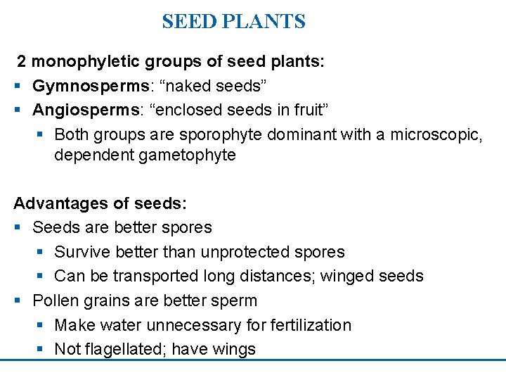 SEED PLANTS 2 monophyletic groups of seed plants: § Gymnosperms: “naked seeds” § Angiosperms: