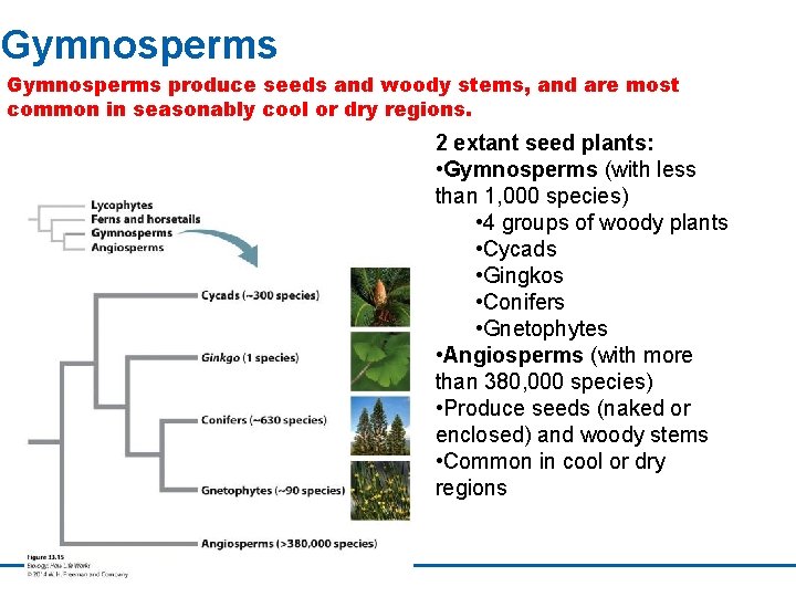 Gymnosperms produce seeds and woody stems, and are most common in seasonably cool or