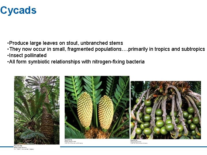 Cycads • Produce large leaves on stout, unbranched stems • They now occur in