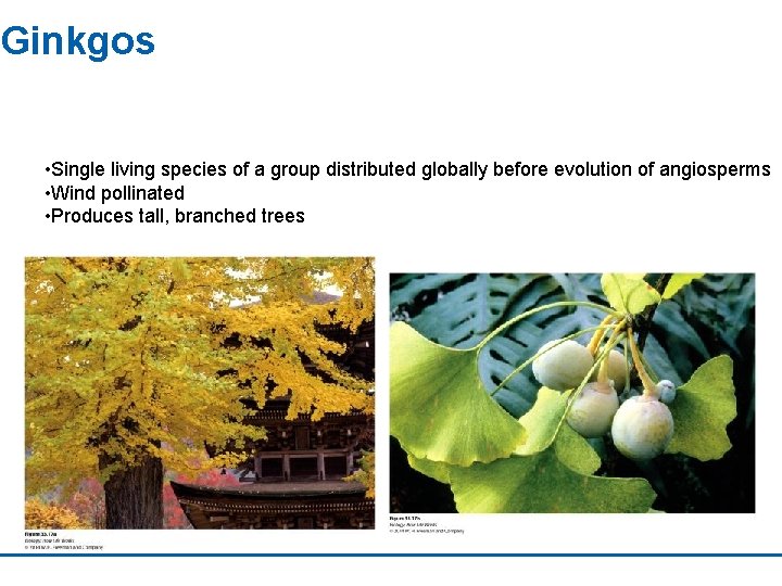Ginkgos • Single living species of a group distributed globally before evolution of angiosperms