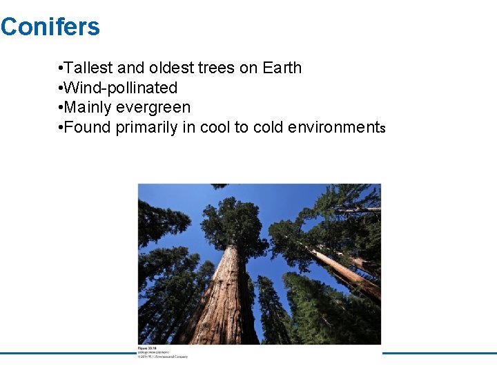 Conifers • Tallest and oldest trees on Earth • Wind-pollinated • Mainly evergreen •