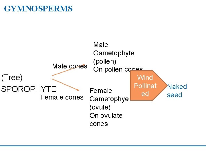 GYMNOSPERMS Male Gametophyte (pollen) Male cones On pollen cones Wind (Tree) Pollinat SPOROPHYTE Female