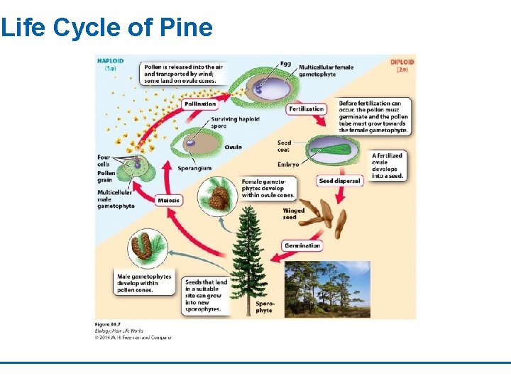 Life Cycle of Pine 