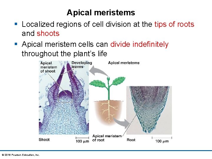 Apical meristems § Localized regions of cell division at the tips of roots and