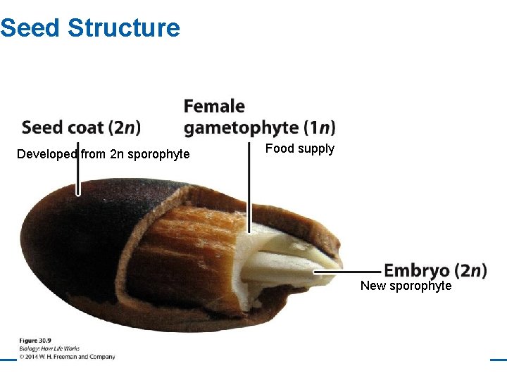 Seed Structure Developed from 2 n sporophyte Food supply New sporophyte 