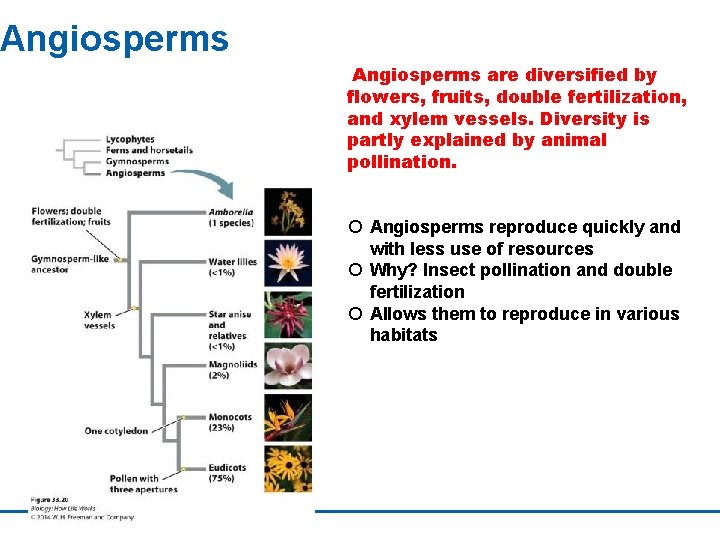 Angiosperms are diversified by flowers, fruits, double fertilization, and xylem vessels. Diversity is partly
