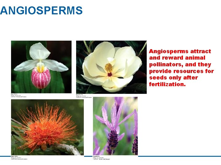 ANGIOSPERMS Angiosperms attract and reward animal pollinators, and they provide resources for seeds only